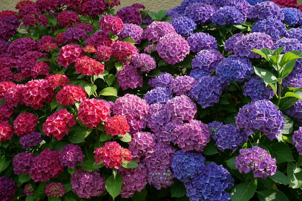 Fotomural de hortensias de colores